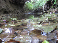 © Zierfischfreunde Immenhausen-Holzhausen